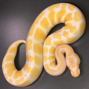 Baby Candino Ball Python