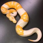 Baby Dreamsicle Ball Python