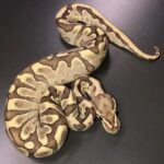 Baby Vanilla Ball Python