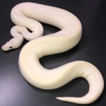 Baby Blue-Eyed Leucistic Ball Python