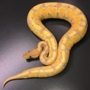 Baby Banana Ball Python