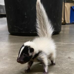 Spike - Male