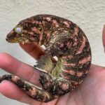 BABY MT KOGHIS LEACHIANUS GECKOS FOR SALE