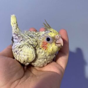 Adelaide - Female