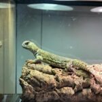 UROMASTYX PRINCEPS FOR SALE