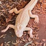 Albino  Alligator for  Sale