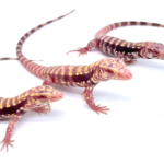 BABY ALBINO TIGER ICE TEGUS FOR SALE