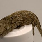 PURPLE NUU ANA LEACHIANUS GECKOS FOR SALE