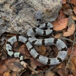 Tamaulinpan Rock Rattlesnake