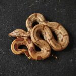 Hypo Salmon Boa for Sale