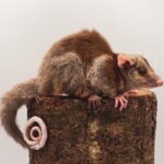 Derby’s Woolly Opossum