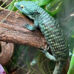 ABRONIA VASCONCELOSII FOR SALE