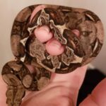 Baby Plasma Colombian Redtail Boa