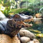 Cuvier’s Dwarf Caiman for Sale