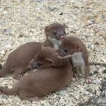 LEAST WEASEL FOR SALE