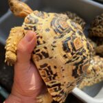 ADULT PANCAKE TORTOISE FOR SALE