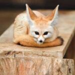 BABY FENNEC FOXES FOR SALE