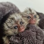 Baby Marmoset Monkey