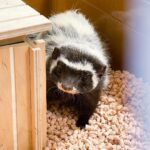 BABY LIBYAN STRIPED WEASELS FOR SALE
