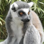 Baby Ring Tailed Lemur For Sale