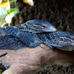 BLUE TREE MONITORS FOR SALE