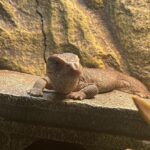 Sulfur MONITOR FOR SALE