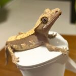 Ember Crested Gecko (HYBRID)