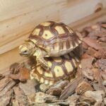 JUVENILE IVORY SULCATA TORTOISE FOR SALE