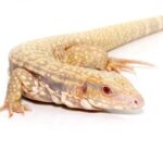 ALBINO ULTRA PURPLE TEGUS FOR SALE