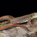 Crocodile Tegu For Sale