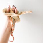 Albino Jungle Boa (Columbian) for Sale