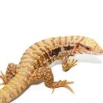 ALBINO SNOWMAKER TEGUS FOR SALE