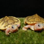 CARAMEL PINK ALBINO RED EAR SLIDER TURTLE FOR SALE
