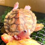 HYBINO RED EAR SLIDER TURTLES FOR SALE