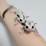 Ricky & Vicky - Male & Female