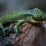 Abronia Graminea for Sale