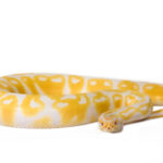 Albino Ball Python for Sale