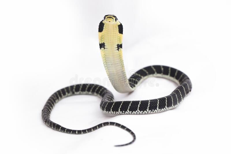 baby-king-cobra-ophiophagus-hannah-poisonous-snake-native-to-southern-asia-white-background-208802335.jpg