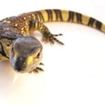 Black Throat Monitor for Sale