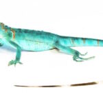 Blue Axanthic Iguana for Sale