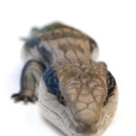 Blue Tongue Skink for Sale