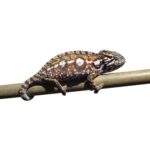 Carpet Chameleon for Sale