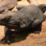 Chuckwalla for Sale