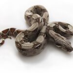 Columbian Red Tail Boa