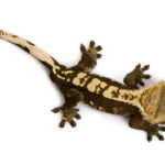 Crested Gecko for Sale