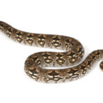 Dumerils Boa for Sale