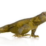 Egyptian Uromastyx for Sale