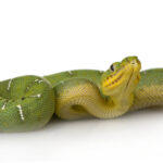 Emerald Tree Boa for Sale