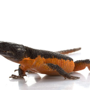 Flame Belly Girdle Tail Lizard for Sale