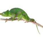 Giant Fischers Chameleon for Sale